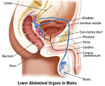 lower back and abdominal pain male