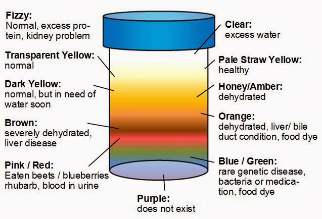 urine color meaning chart