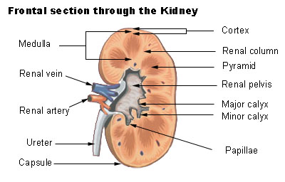 describe the function of the renal pelvis