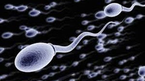 how long can sperm live inside the body the female body