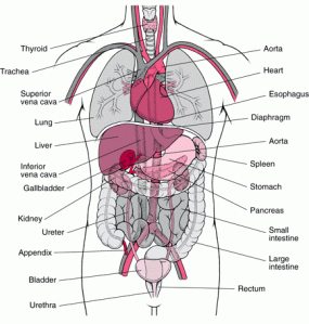 organs on the left side