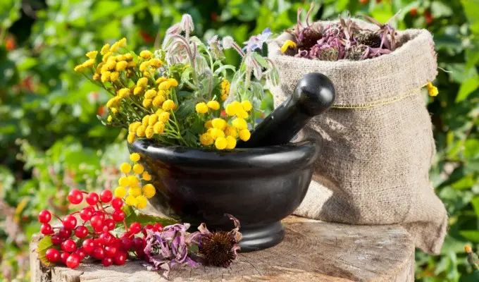 herbal treatment for kidney function