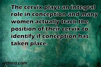 what is Cervix in Early Pregnancy
