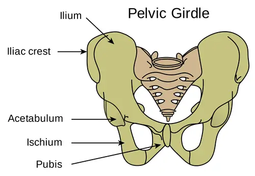 iliac crest pain after standing from sitting position