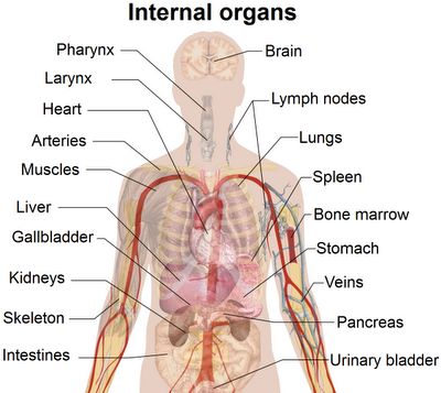 internal organs under left rib cage