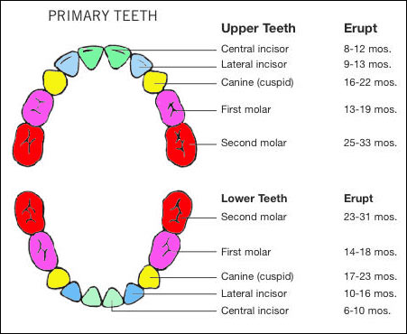 Baby teething age chart