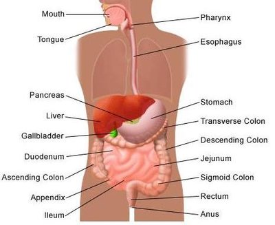 Pain in the Lower Right Side: Causes, Symptoms & Treatment