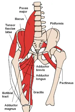 tensor fasciae latae muscle injury treatment