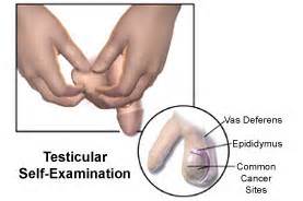 testicular cancer self-exam 