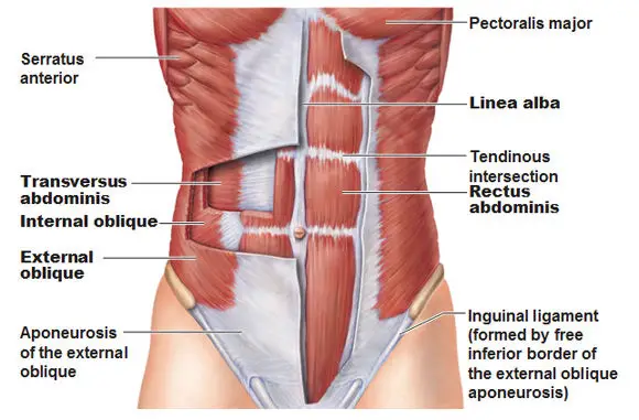 pulled abdominal muscles symptoms