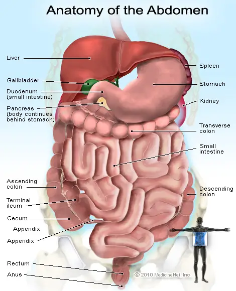 Causes of Pain on Left Side of Abdomen | IYTmed.com