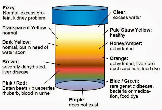 Urine Colour Chart And Meaning