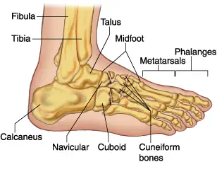 cuboid stress fracture image captions