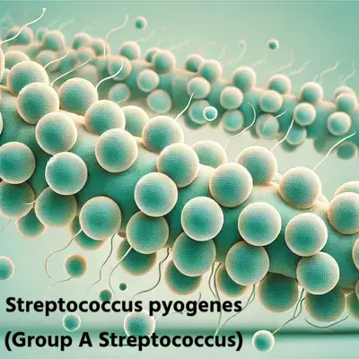 Streptococcus pyogenes