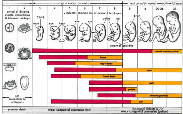 week by week baby development photo