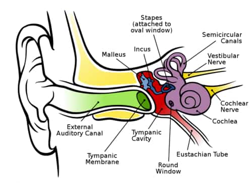 Ear structure image helps to understand otitis interna