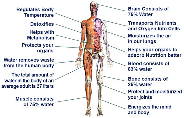 function of water in the body biology