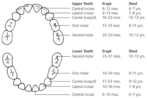 Baby teeth chart