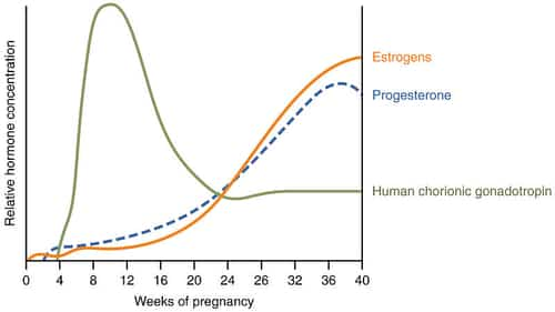 Bad smelling gas during pregnancy caused by progesterone