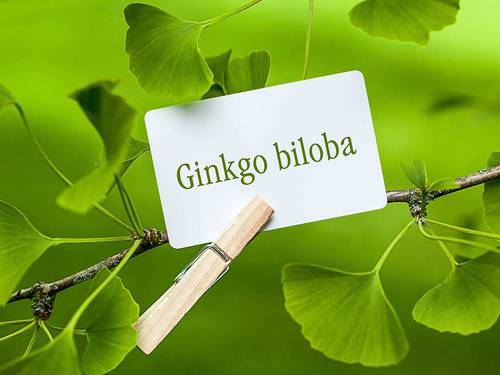 ginkgo biloba