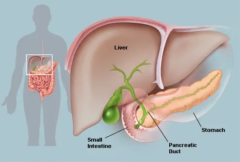 living without your pancreas spleen