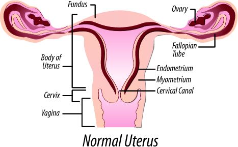 normal size of uterus