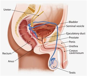 urinary tract infection in males treatment