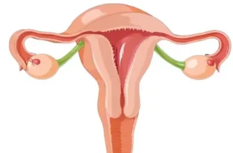 Practical insights into how hormonal shifts and age influence normal size of uterus, supporting timely attention to subtle changes.