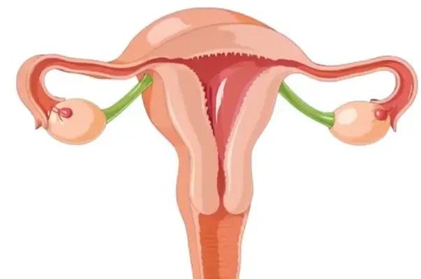 Practical insights into how hormonal shifts and age influence normal size of uterus, supporting timely attention to subtle changes.