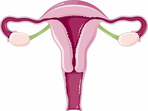 size of normal uterus