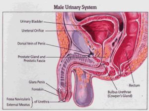 Burning During Urination In Males IYTmed Com