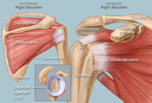 RIght Shoulder Human Anatomy