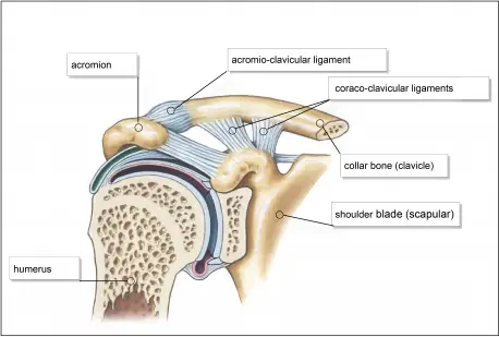 how to strengthen shoulder ligaments and tendons