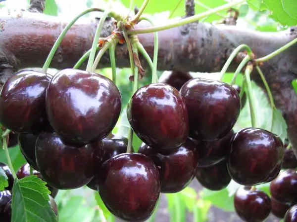 Dark red cherries and its benefits for human health
