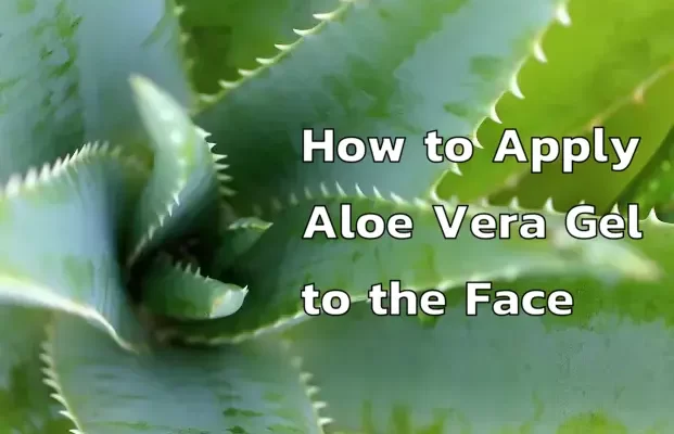 How to Apply Aloe Vera Gel to the Face