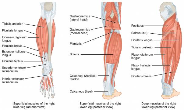 lower leg anatomy muscles