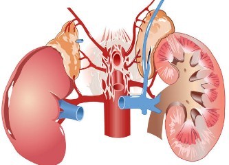 Creatinine and kidney