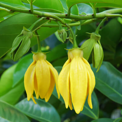 Ylang-ylang