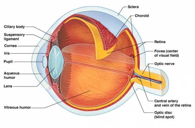 drawing eye floaters Functions IYTmed.com the Eye of   Their and Parts