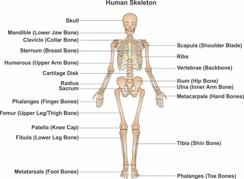 Labelled Diagram Of The Human Leg Schematics Wiring Diagrams