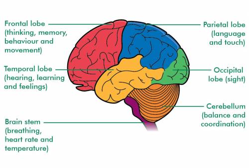 Image result for brain lobes