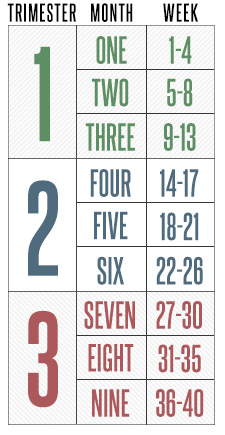 Pregnancy by weeks, months, and trimesters