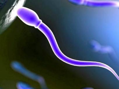 how much sperm does average male ejaculate