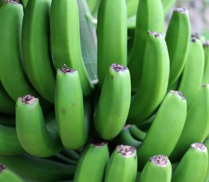 green banana benefits