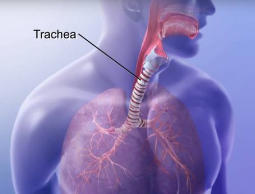 Function of Trachea