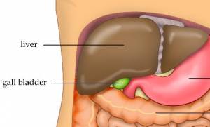 The liver has multiple functions. It makes many of the chemicals required by the body to function normally, it breaks down and detoxifies substances in the body, and it also acts as a storage unit.