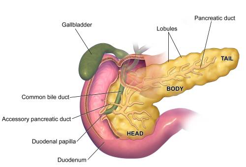 Pancreas Function in Human Body