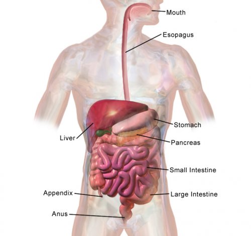 Order of the Digestive System From Mouth to Anus