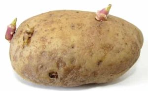 Eating Sprouted Potato: Safe of Dangerous? IYTmed