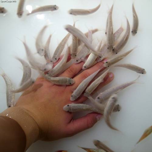 Doctor fish eats skin from human hand